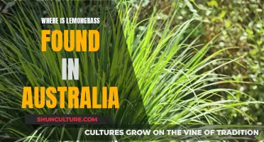 Lemongrass in Australia: Where to Find This Fragrant Plant