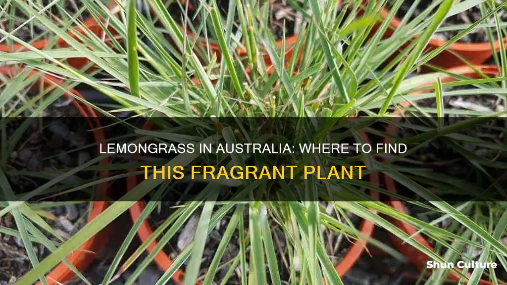 where is lemongrass found in australia