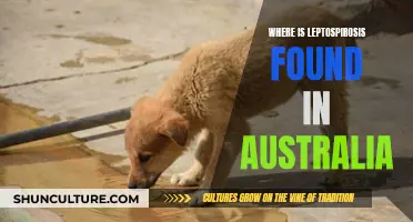 Leptospirosis: Where in Australia is it Found?