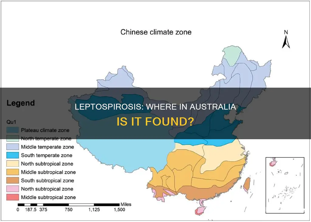 where is leptospirosis found in australia