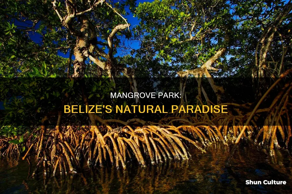 where is mangrove park in belize