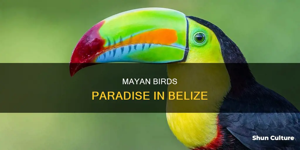 where is mayan birds of paradise site belize