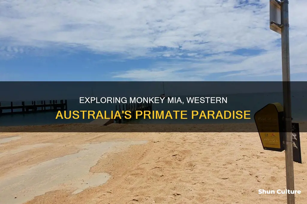 where is monkey mia in western australia
