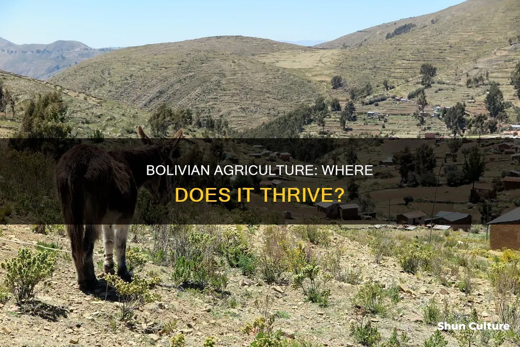 where is most of bolivian agricutlrue