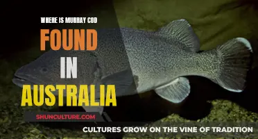 Murray Cod: Australia's Freshwater Marvels