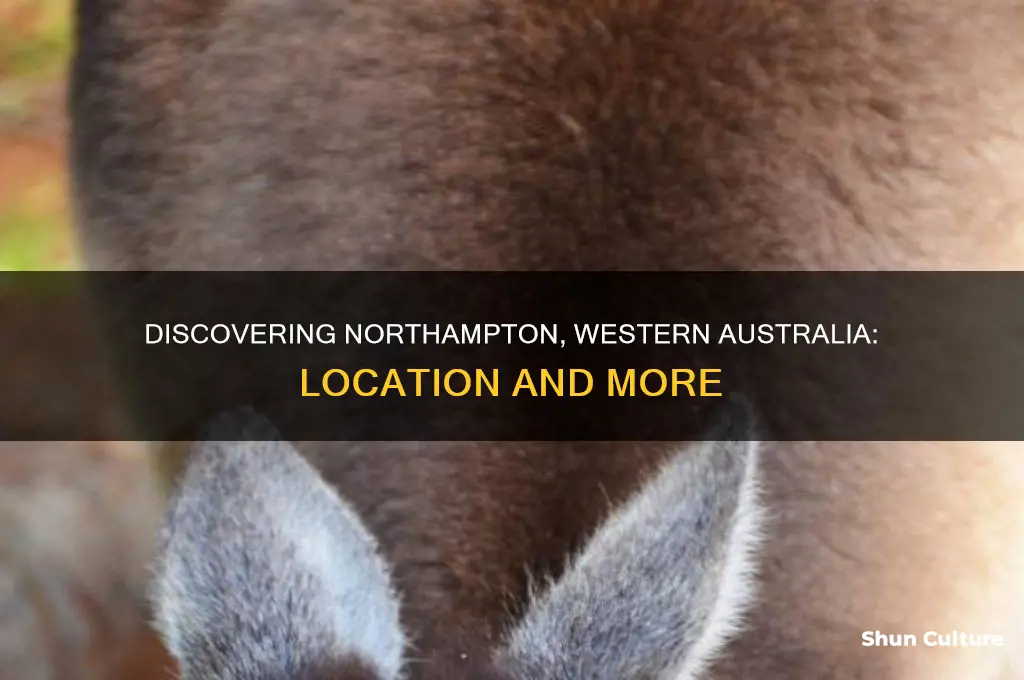 where is northampton western australia