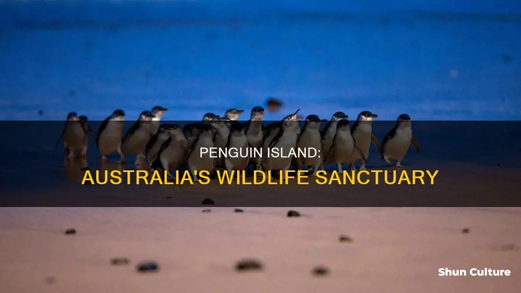 where is penguin island in australia