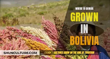 Quinoa Cultivation in Bolivia: Understanding the Crop's Homeland