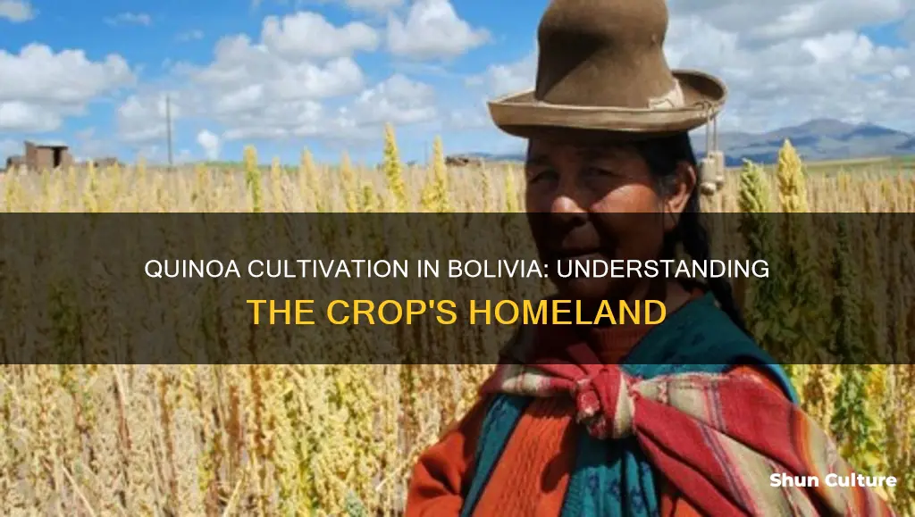 where is quinoa grown in bolivia