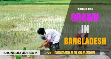 Exploring Bangladesh's Rice Cultivation: Key Growing Regions and Practices