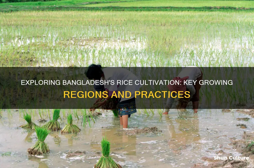 where is rice grown in bangladesh