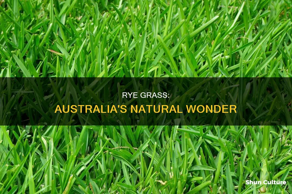 where is rye grass found in australia