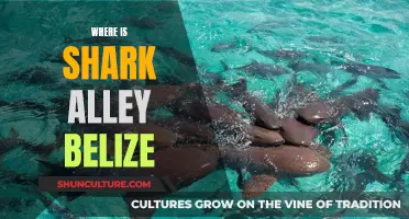 Shark Alley: Belize's Thrilling Dive Spot