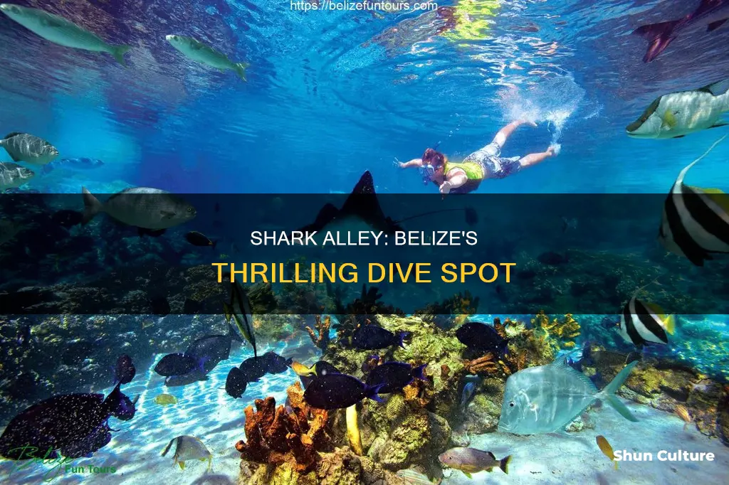 where is shark alley belize