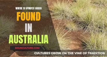 Spinifex Grass: Australia's Unique Outback Habitat