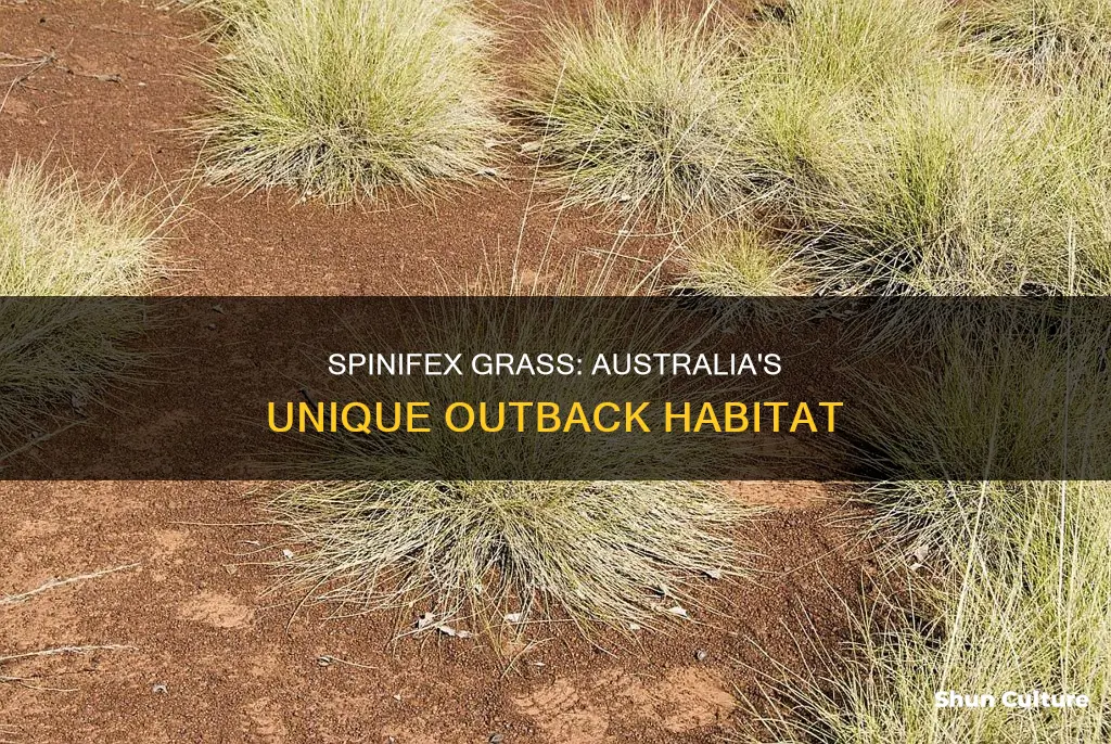where is spinifex grass found in australia