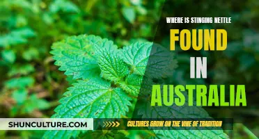 Stinging Nettle: Australia's Natural Remedy Found in Nature