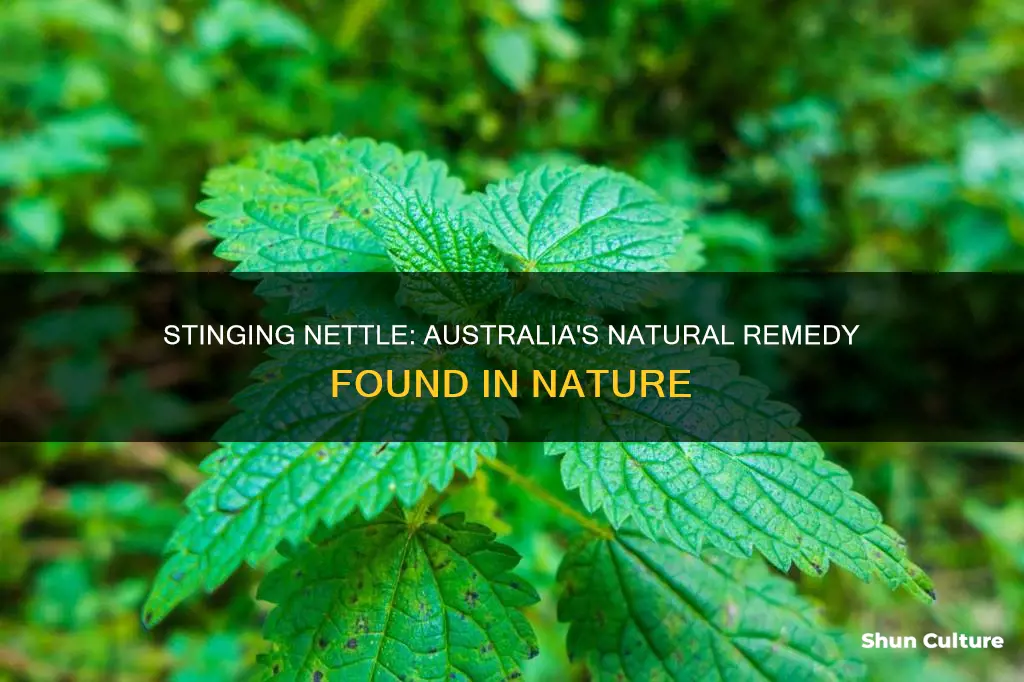 where is stinging nettle found in australia