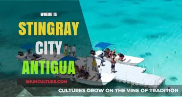 Discover Antigua's Stingray City: Location, Experience, and Travel Tips