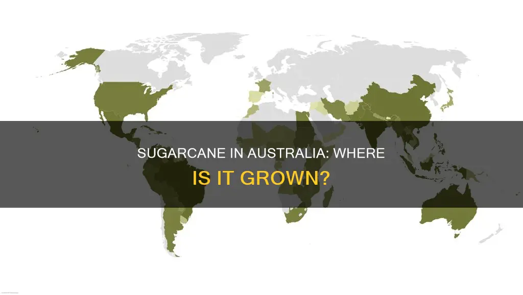 where is sugarcane found in australia