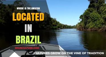 Exploring Brazil's Amazon Rainforest: Location, Regions, and Unique Ecosystems