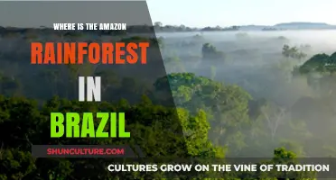 Exploring Brazil's Amazon Rainforest: Location, Map, and Key Facts