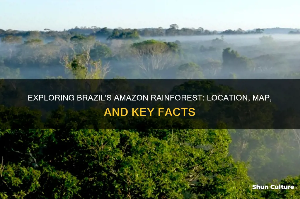 where is the amazon rainforest in brazil