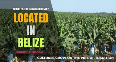 Belize's Banana Industry: Where It's At