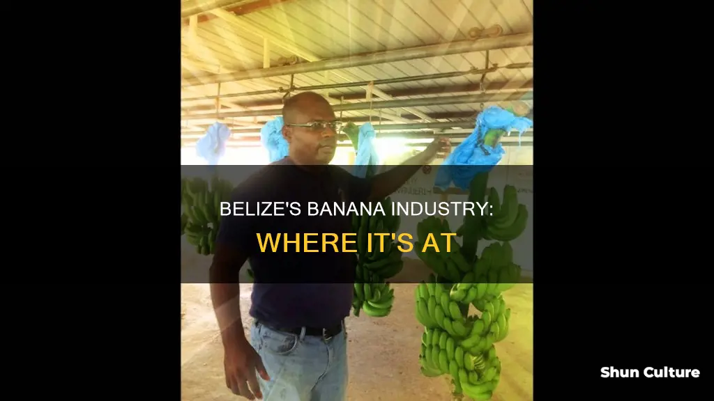 where is the banana industry located in belize