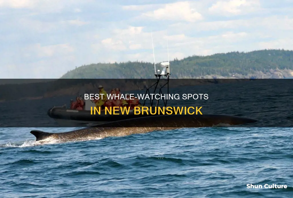 where is the best whale watching in new brunswick canada