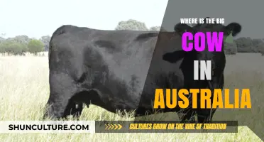 Big Cow in Australia: Location and Attraction