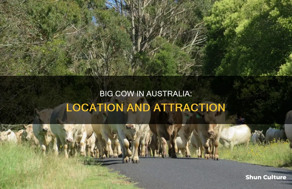 where is the big cow in australia
