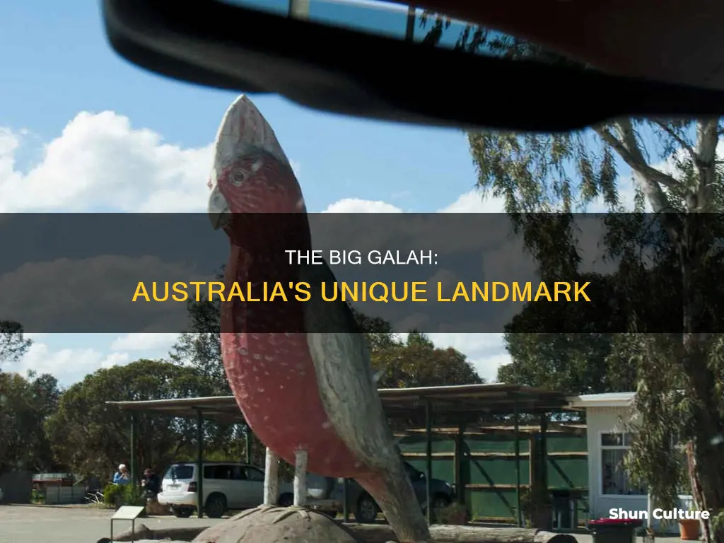 where is the big galah in australia