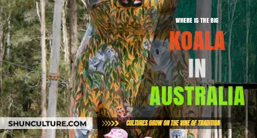 The Giant Koala: Where to Find Australia's Icon