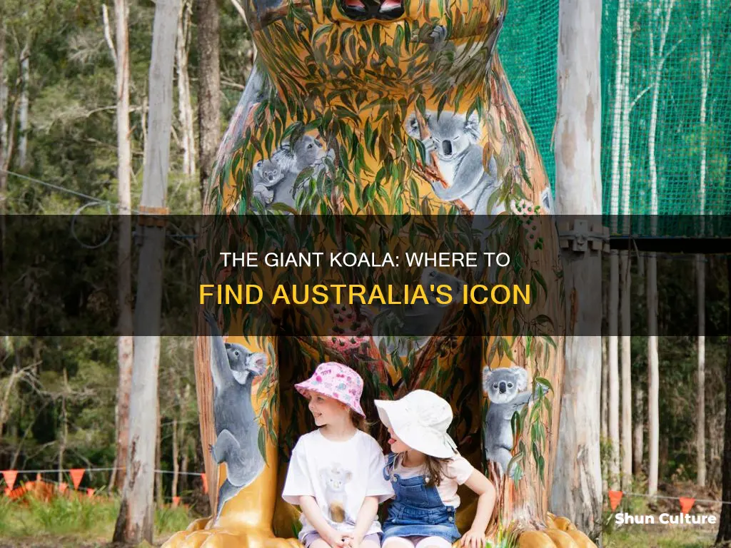where is the big koala in australia