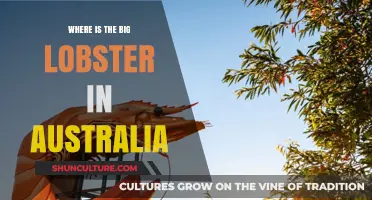 The Big Lobster: A Giant Crustacean in South Australia