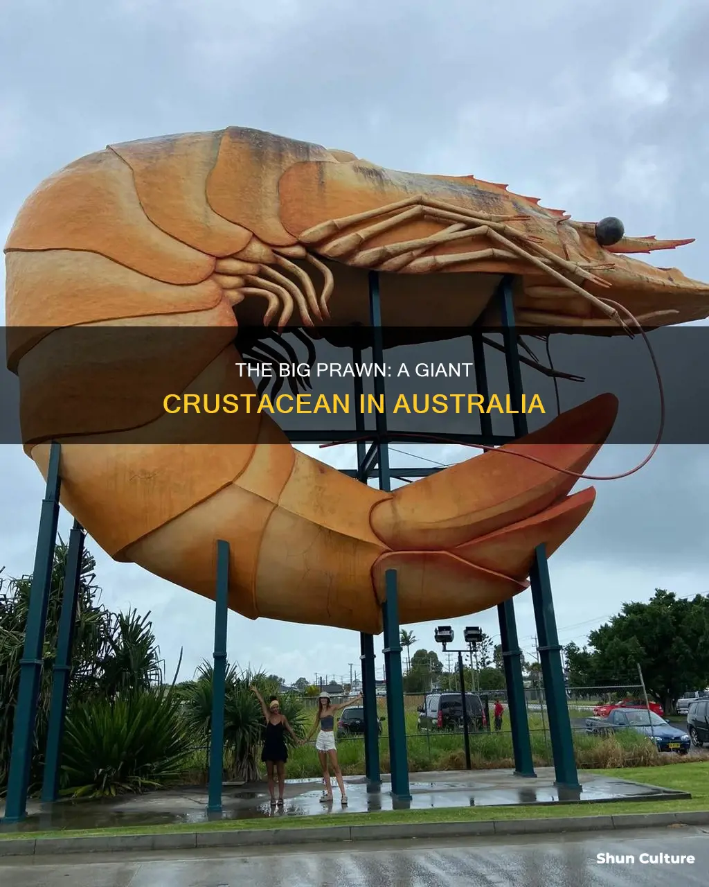 where is the big prawn australia