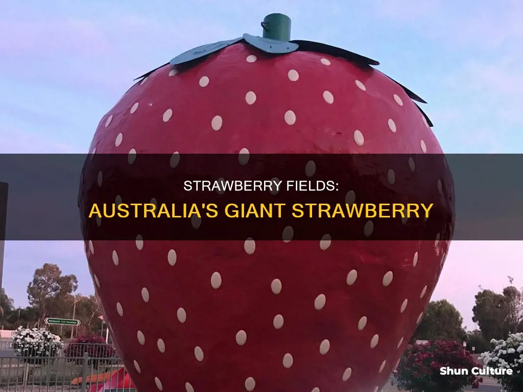 where is the big strawberry in australia
