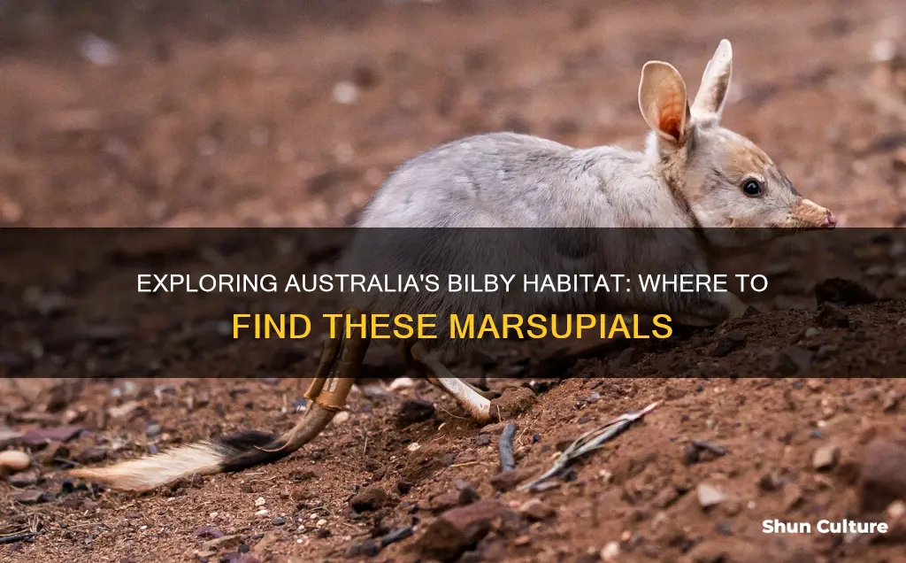 where is the bilby found in australia