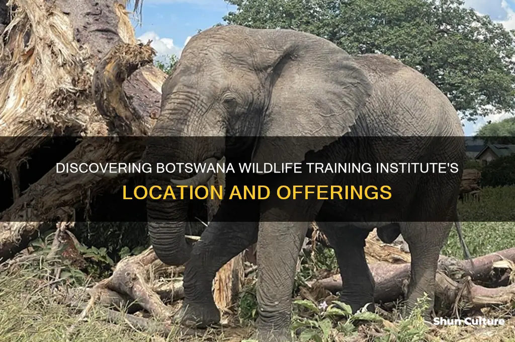 where is the botswana wildlife training institute