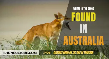 Dingoes' Australian Habitat: Where They Thrive