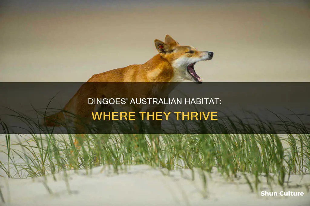 where is the dingo found in australia