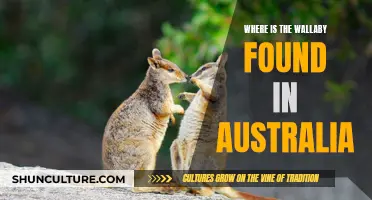 Wallaby Habitat: Exploring Australia's Unique Wildlife Regions
