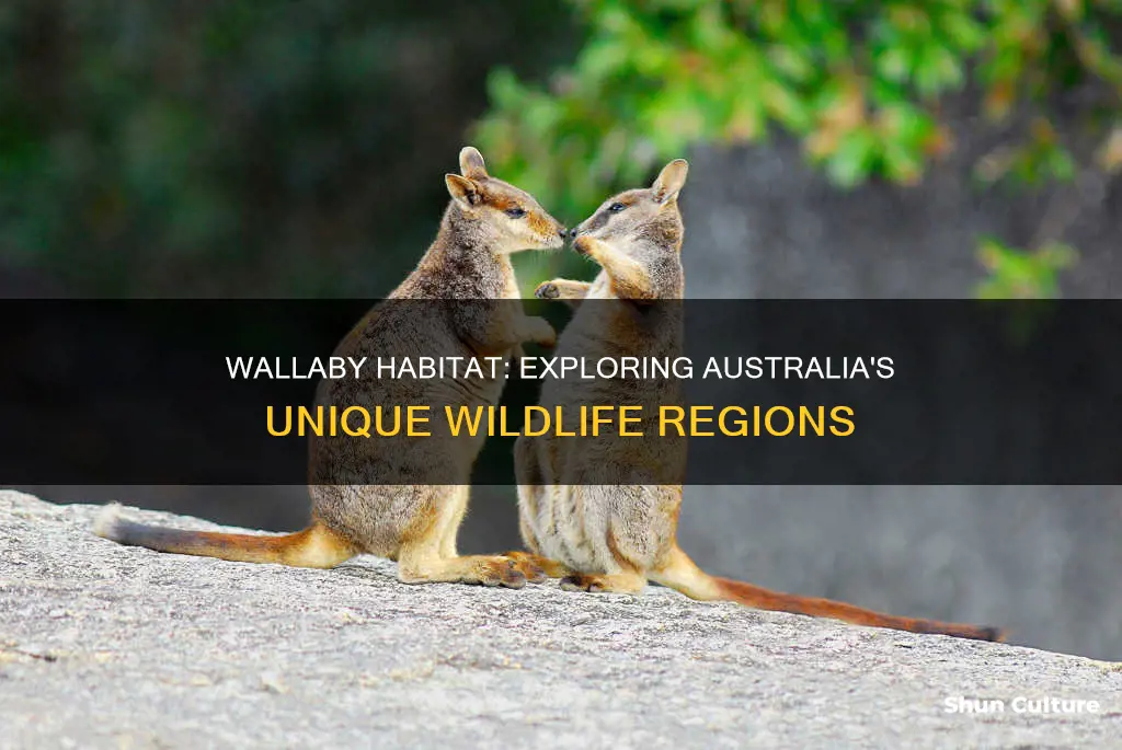 where is the wallaby found in australia