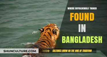 Exploring Bangladesh's Sundarbans: Habitat of the Majestic Royal Bengal Tiger