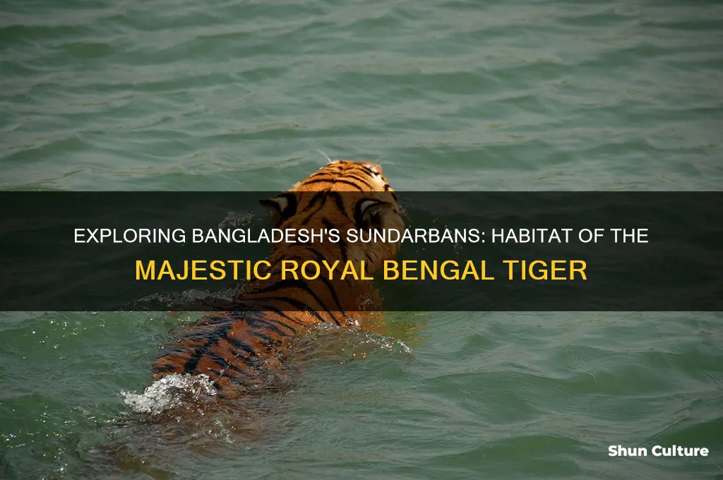 where royalbengle tigher found in bangladesh