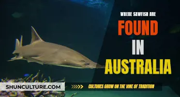 Sawfish in Australia: Where to Find Them