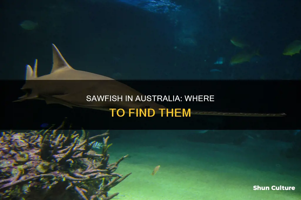 where sawfish are found in australia