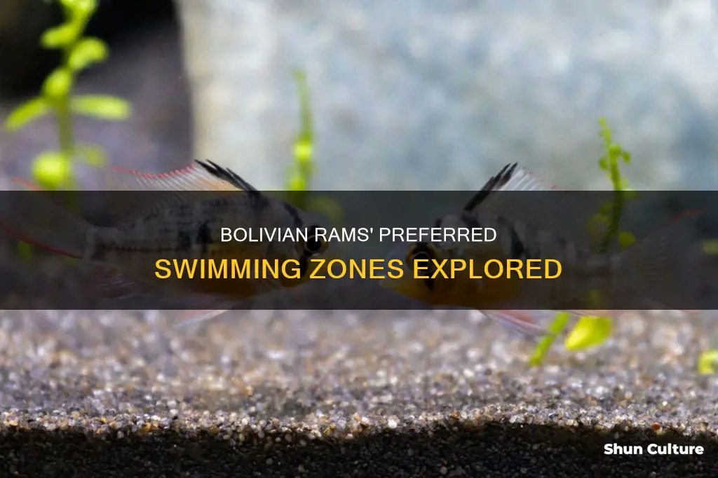 where to bolivian rams prefer to swim