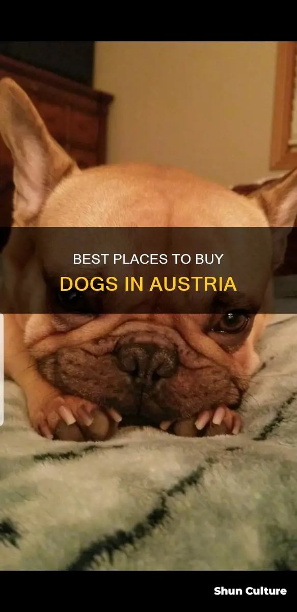 where to buy a dog in austria